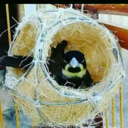 Papa-capim de fibra