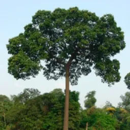 Ramal da castanheira compra e vendas.