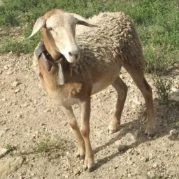 RIFA DE OVINOS🐑🐑