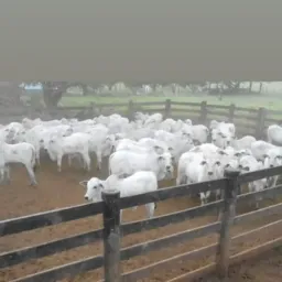 Catirao de animais Brasil
