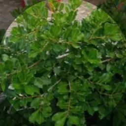 Grupo DESAPEGO, COMPRA, VENDE, TROCA, DOA✅
