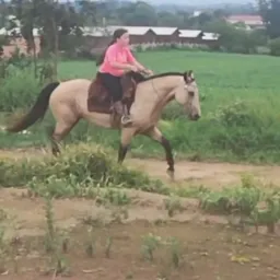 Brick- Criciúma e Região 🤑