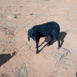 Um borrego