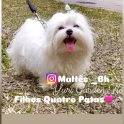 Maltês York LuLu Cia Bh/Minas Gerais 🐾🐾