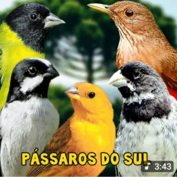 Pássaro bom catira Ibirité região
