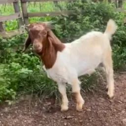 RIFA DE UM 🐐CABRITO MESTIÇO COM BÔER OU UMA 🐐CABRA NO PONTO DE ABATE+4 PIX DE 50 REAIS, APENAS 10$