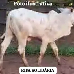 Rifa Reforma Gaiola caminhão do Fábio Miranda - apenas 25,00 cada número concorrer a uma Bezerra