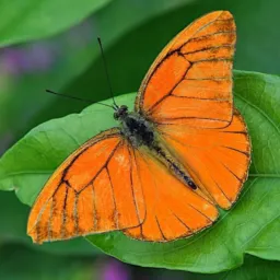 🦋  divul ! !