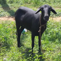 🍀RIFA DE UMA OVELHA SANTA INÊS 🍀