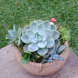 Plantas em geral