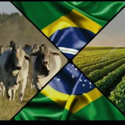 BF MAQUINAS AGRICOLAS GRUPO 2 🚜🌾🐂💯🌍🤝