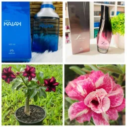 Rifinhas da Elô 🧴💄🪴🌷 Produtos Natura e Rosas do deserto