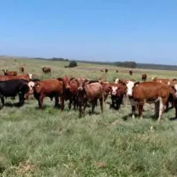 Compra e venda de gado