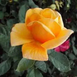 DIVULGA MOC JARDIM SÃO GERALDO