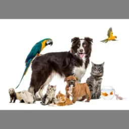 Grupo De Doação PETS🌈🥰🐕😸❤️