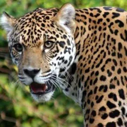 Amigos da Onça 🐆