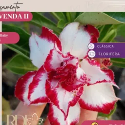 Somente vendas rosas do deserto canarana MT