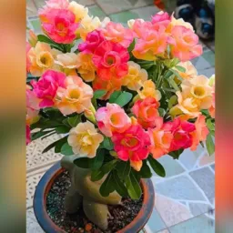 Amor por planta🌷🪷🍀🌺
