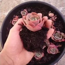 Leilão de plantas dia 12