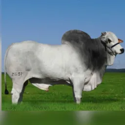 SÓ VENDA DE GADOS