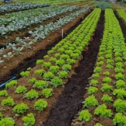 TUDO SOBRE CULTIVO DE HORTALIÇAS , LEGUMES , VEGETAIS E FRUTAS