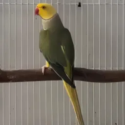 PSITACÍDEOS 💎 BRASIL🇧🇷