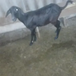 RIFA DE CRIAÇÃO DE LUCIANO 🤝🙌👏