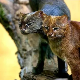 TROCA E VENDA DE ANIMAIS PERNAMBUCO 🐾
