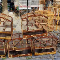 🦜 Feira de Honório # Caxias Rolos Vendas Rolos Aves 💯💰