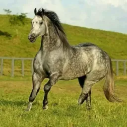 Venda e troca de cavalos na região  de São Paulo