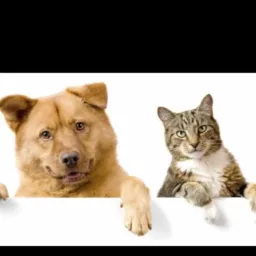 Proteção de Animais Nova Olímpia MT🐕🐈