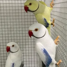 Menor preço de ring neck obrigatório botar o preço