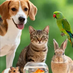 Animais Nova Esperança 1