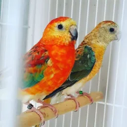 CRIADORES DE ANIMAIS🕊🦜
