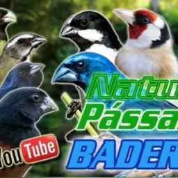 Nova Iguaçu e Regiões 🦅