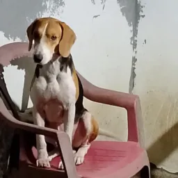 Rifa de um cachorro iniciado