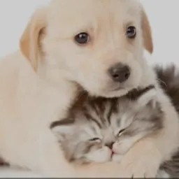 Adote um amigo🐶🐱