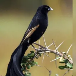 GRUPO DE PASSAROS 🦅