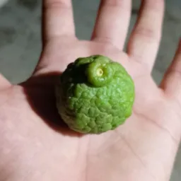 Alugueis + Compra e Venda.