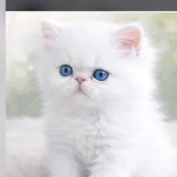 Gato persa e exótico