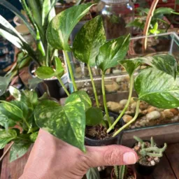 TROCA E VENDA DE PLANTAS