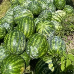 Grupo de frutas do vale São Francisco 🥭🍉🍊🍅🍓🍍🥑🍋🟩