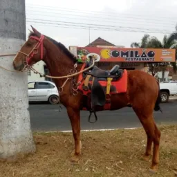 Grupo dos catira