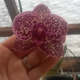 🥰As amadas das orquídeas 🥀