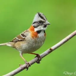 Grupo de pássaro 🐦 de Riacho das almas