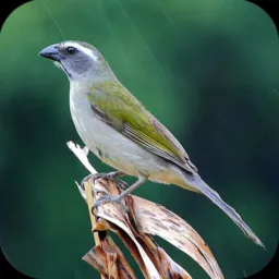 👉Show das Aves oficial RJ👈