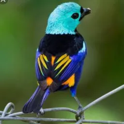 🤙SEPETIBA RETA ROLO AVES🦜