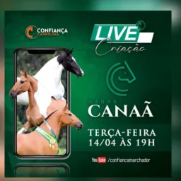 NOTÍCIAS LIVE HARAS CANAÃ