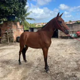 Rifa de uma Potra, Natural de marcha de picada, 2.5 mês ✅🚀