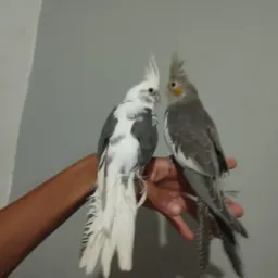 CALOPSITAS E AVES 🦜